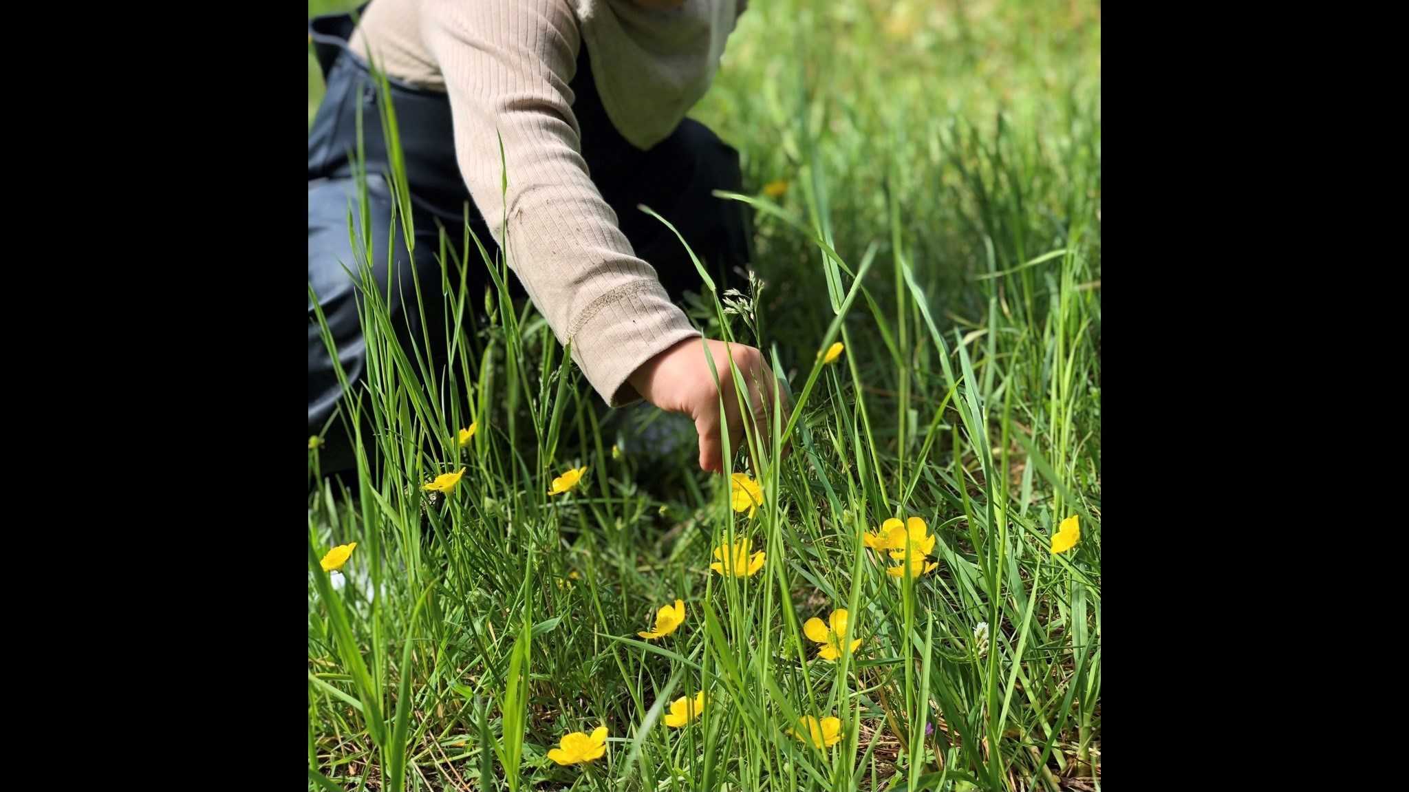 Barn I Græsmark Med Smørblomster